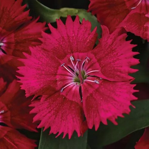 Dianthus 'Suntory Raspberry' - Nelk 'Suntory Raspberry'